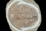 Lower Cambrian Trilobite (Longianda) - Issafen, Morocco #183631-1